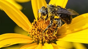 serbuk sari pada lebah