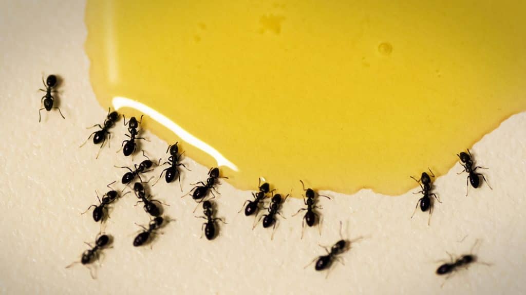 madu dikerubungi semut, mitos atau fakta?