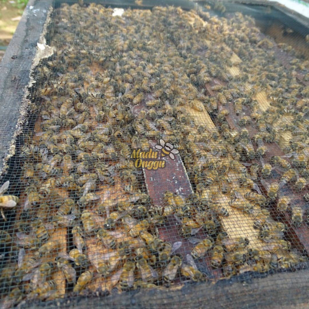 proses pemanenan mellifera raw honey