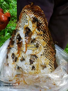 dorsata wild forest raw honey