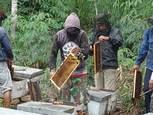 proses pemanenan mellifera raw honey