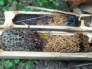 Proses pemanenan trigona raw honey di kawasan hutan dan perkebunan Jawa Timur yang berada di daerah Pasuruan
