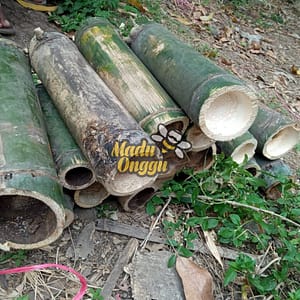 proses pemanenan trigona honey