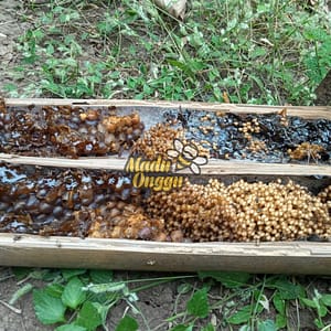 proses pemanenan trigona honey