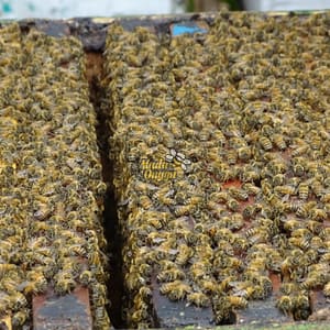 proses pemanenan mellifera