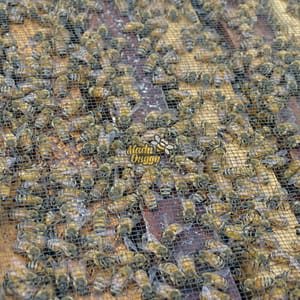 proses pemanenan mellifera raw honey