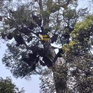 lokasi pemanenan madu dorsata