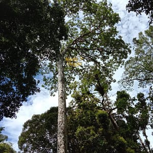 lokasi pemanenan madu dorsata