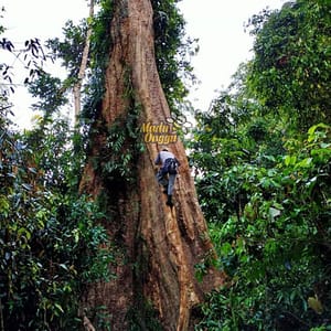 lokasi pemanenan madu dorsata