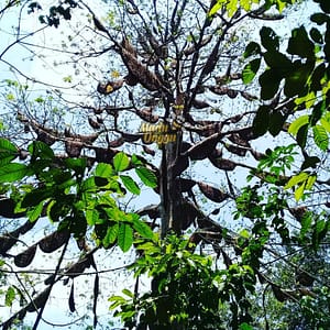 lokasi pemanenan madu dorsata