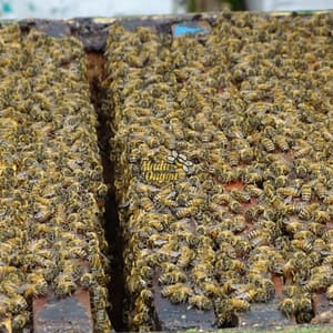 Read more about the article Proses Pemanenan Mellifera Raw Honey