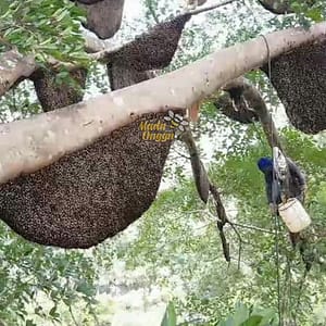 proses pemanenan dorsata wild forest di kawasan pedalaman hutan
