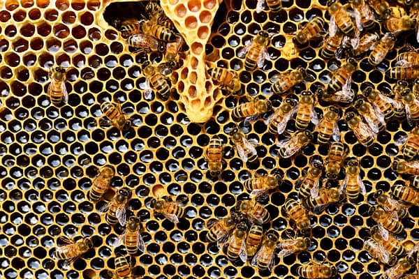 Apis Cerana penghasil madu asli