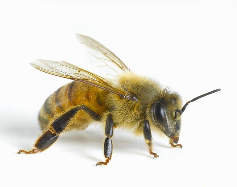 Read more about the article Apis Mellifera, Lebah Madu Eropa Paling Unggul dan Produktif