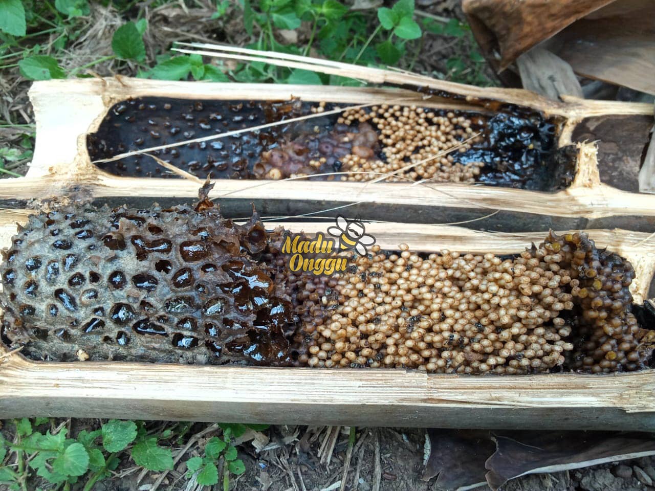 Read more about the article Proses Pemanenan Trigona Raw Honey