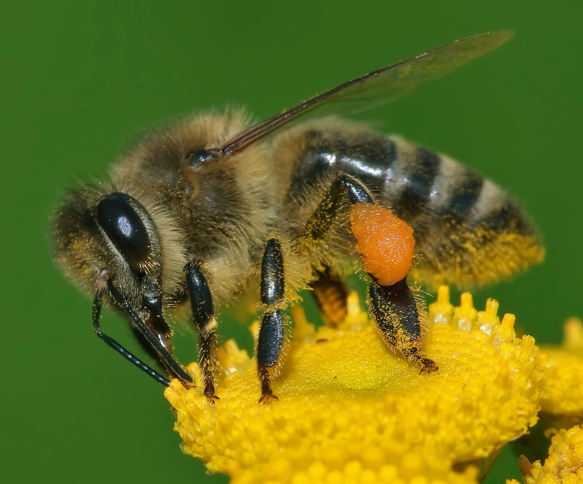 lebah apis mellifera lebah madu barat